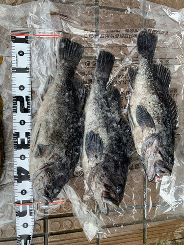 マゾイの釣果