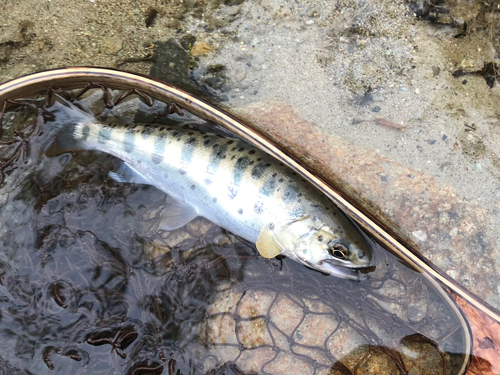 ヤマメの釣果