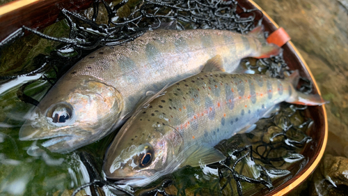 アマゴの釣果