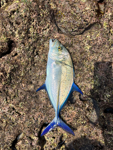 沖永良部島