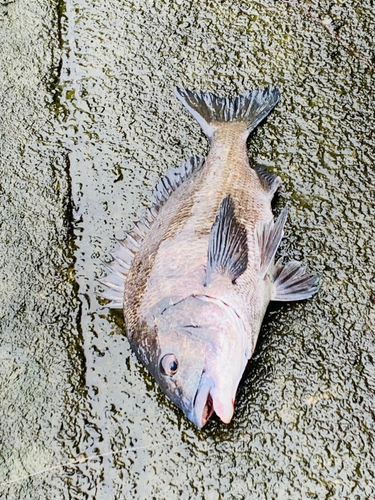 チヌの釣果