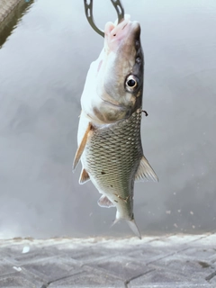 ニゴイの釣果