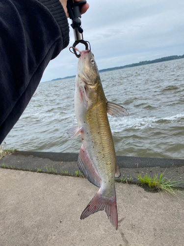 アメリカナマズの釣果