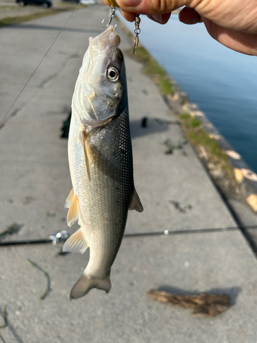 ウグイの釣果