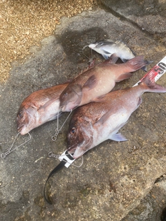 マダイの釣果