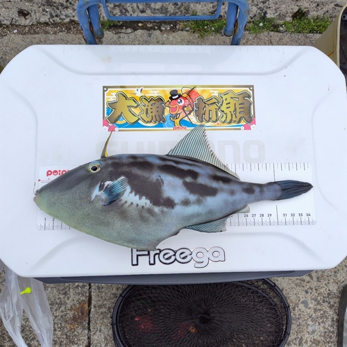 ウマヅラハギの釣果