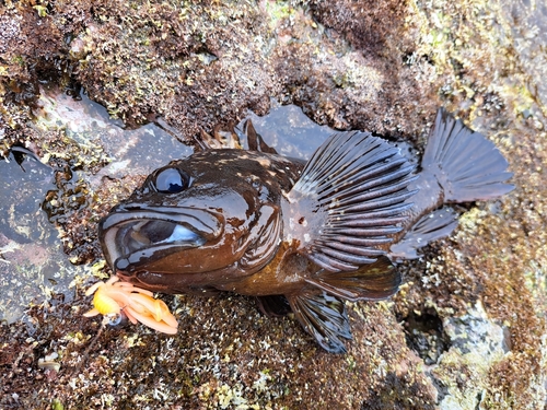 ムラソイの釣果