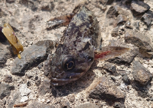 クロソイの釣果