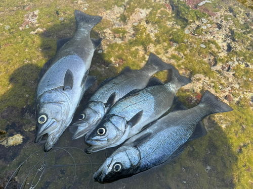 ヒラスズキの釣果