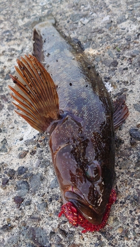 アイナメの釣果