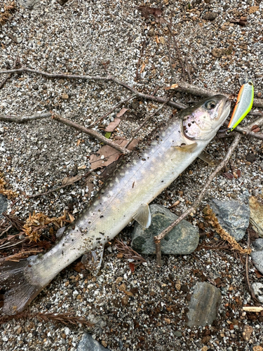 イワナの釣果