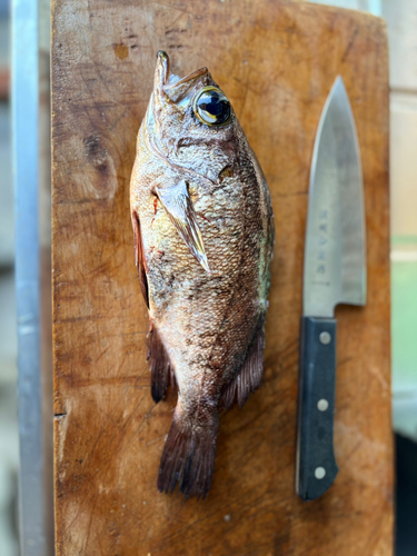 アオメバルの釣果