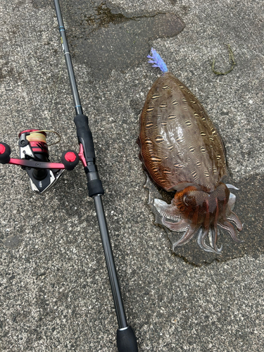 コウイカの釣果