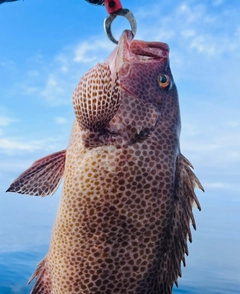 オオモンハタの釣果