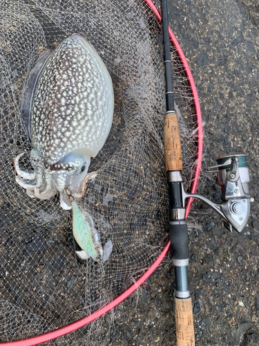 シリヤケイカの釣果