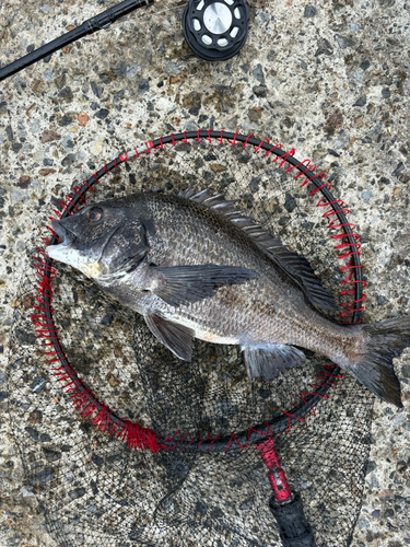 チヌの釣果