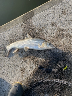 ニゴイの釣果