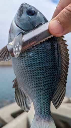 メジナの釣果