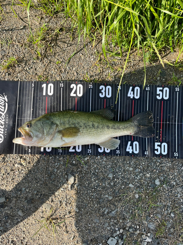 ブラックバスの釣果