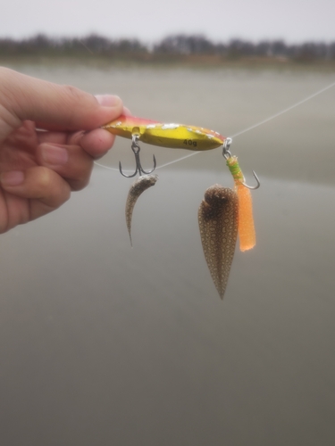 コノシロの釣果