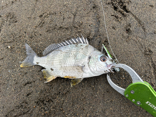 キビレの釣果