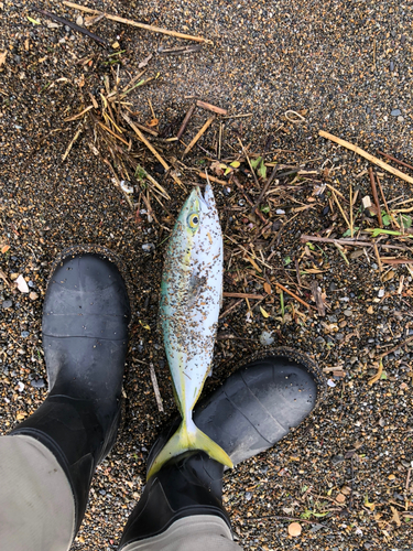 ワカシの釣果