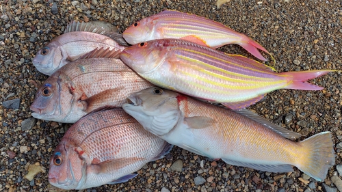 シロアマダイの釣果