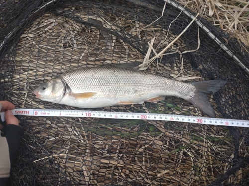 ウグイの釣果