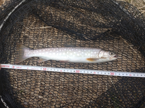 アメマスの釣果