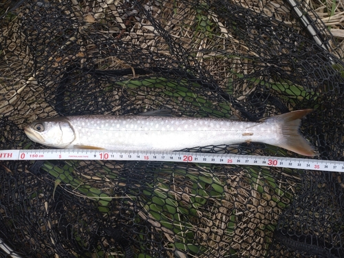 アメマスの釣果