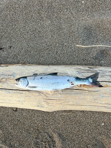 サクラマスの釣果