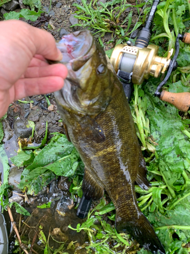 スモールマウスバスの釣果