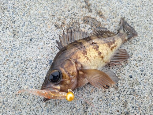 メバルの釣果