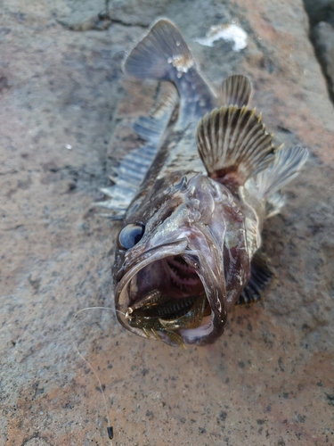 クロソイの釣果