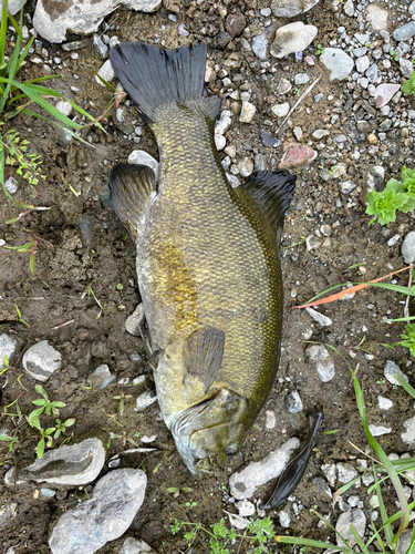 スモールマウスバスの釣果