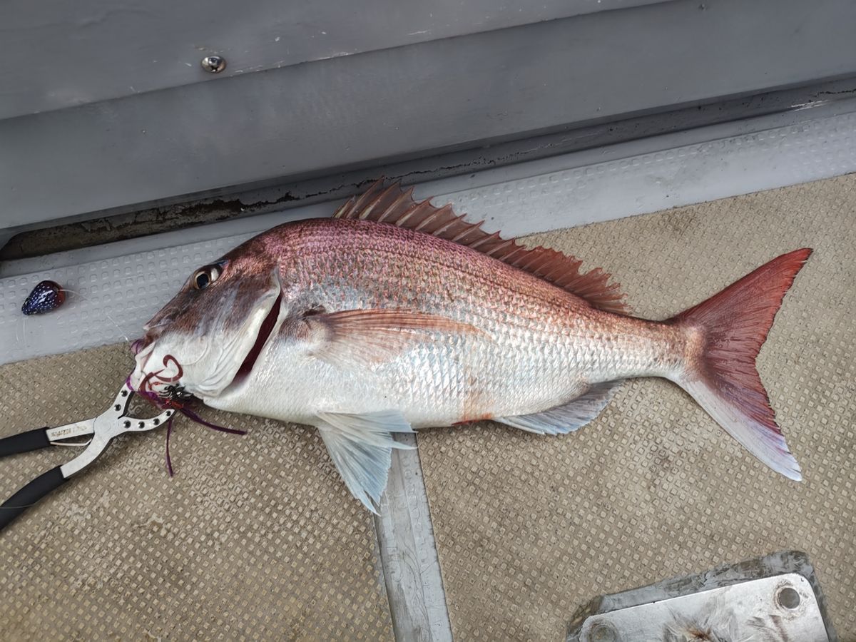 週末アングラーダイさんの釣果 1枚目の画像