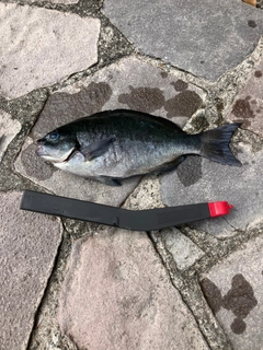 メジナの釣果