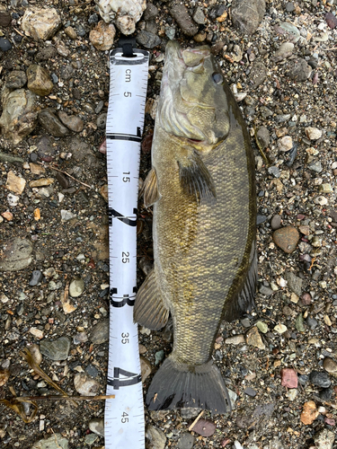 スモールマウスバスの釣果