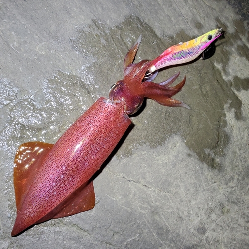 ケンサキイカの釣果