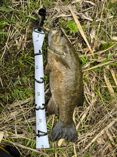 スモールマウスバスの釣果