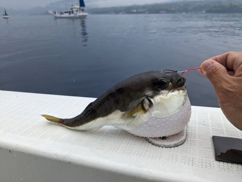 シロサバフグの釣果