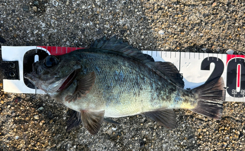 クロメバルの釣果