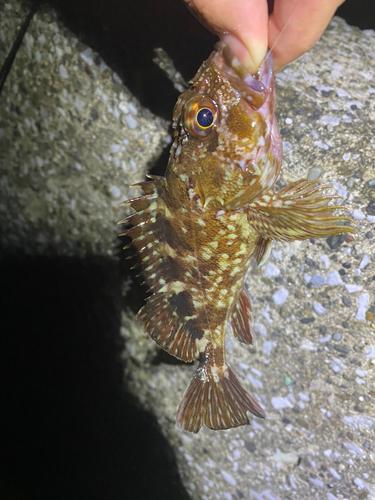 カサゴの釣果