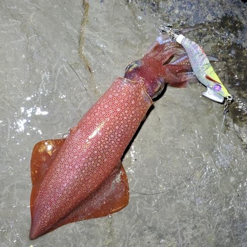 ケンサキイカの釣果