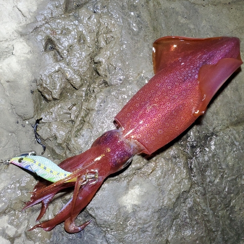 ケンサキイカの釣果