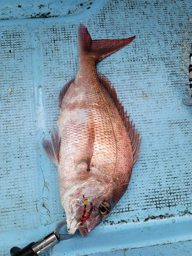 マダイの釣果