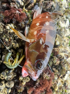 アカハタの釣果