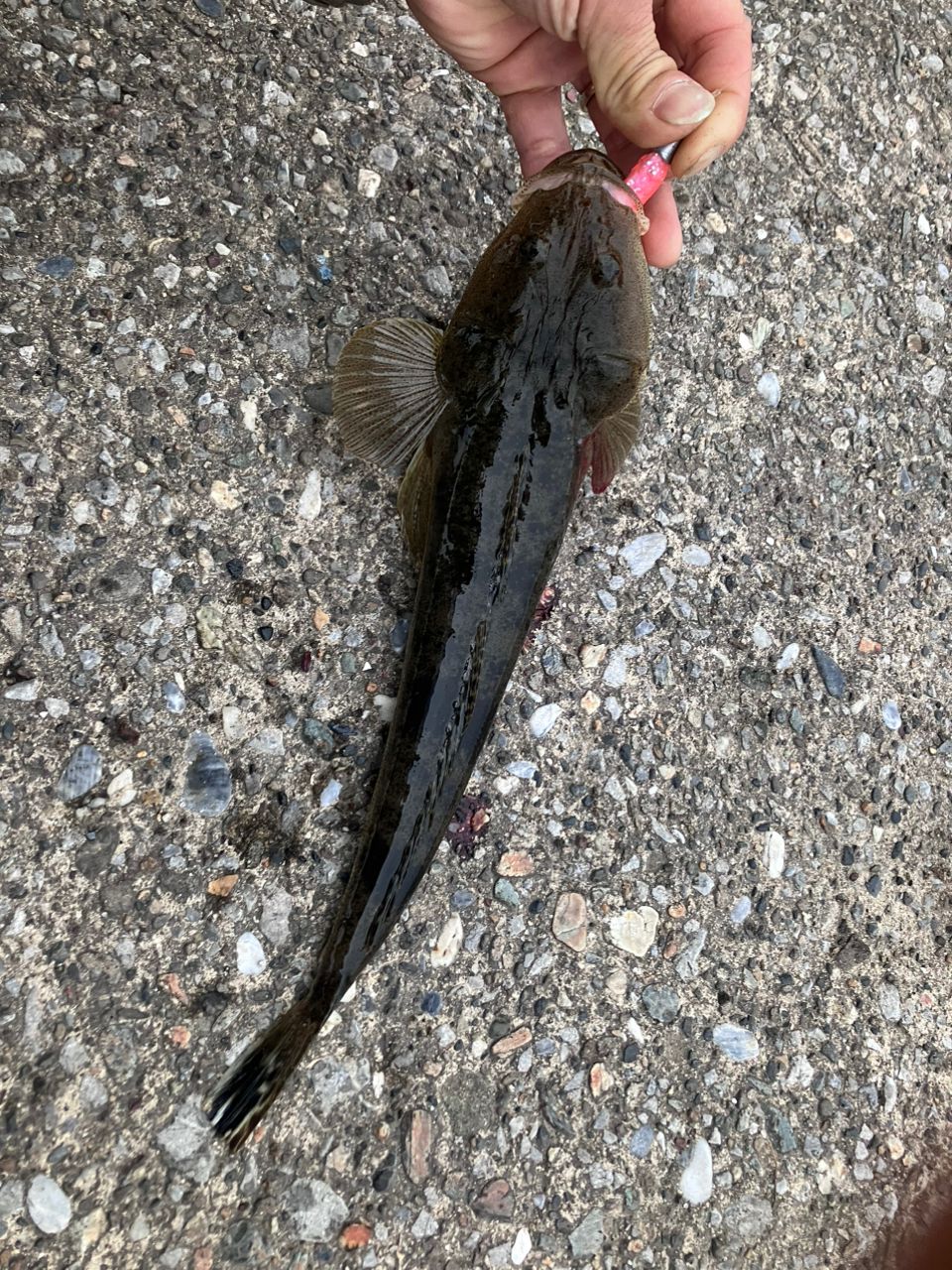 マゴチ