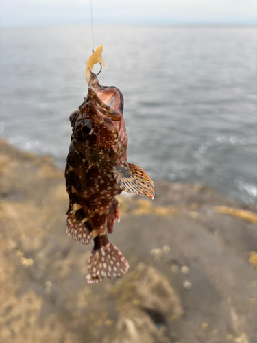 イソカサゴの釣果