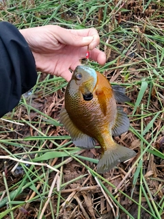 ブルーギルの釣果